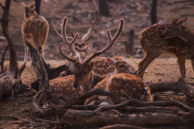 Deer in a field