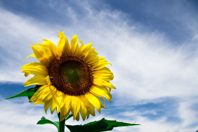 Low angle view of sunflower against sky