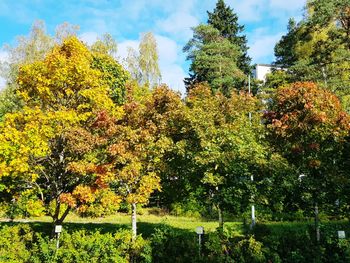 Low angle view of trees against sky during autumn