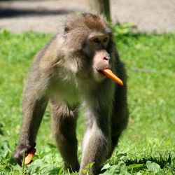 Monkey on a field