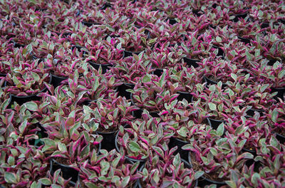 Picture of several red-pink leafy plants in a pot..