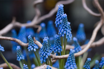 Close-up of purple flowers