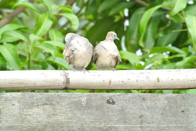 Birds perching on railing