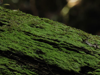 Close-up of moss growing on tree trunk