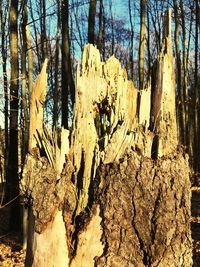 Close-up of tree trunk in forest