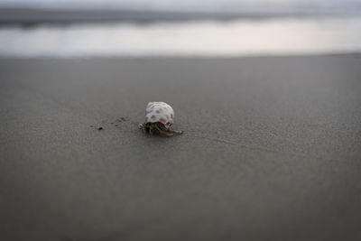 Close-up of crab on the beach