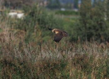 Bird flying over a field