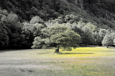 Trees on golf course