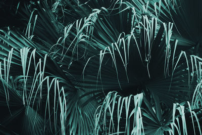 Exotic tropical palm leaves foliage natural pattern background