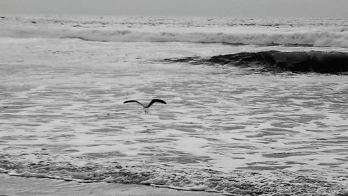 Bird swimming in sea