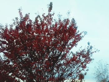 Low angle view of tree against sky