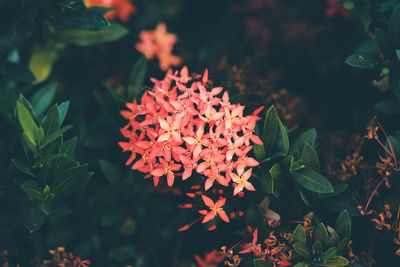 Close-up of red flowering plant