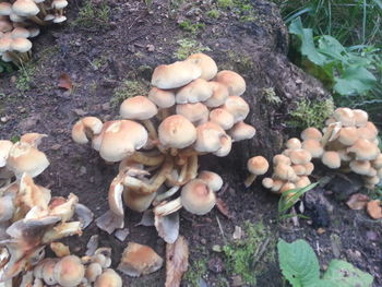 High angle view of mushrooms growing on field