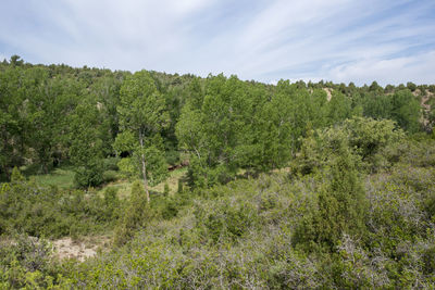 Plants growing on land against sky