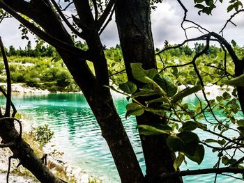Tree by lake against sky