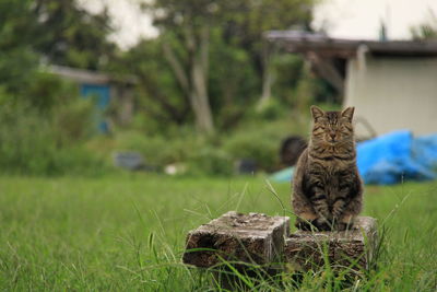 Cat looking away on field
