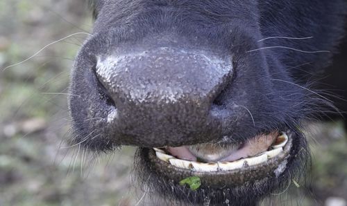 Close-up of an animal