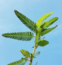 Low angle view of palm tree against sky