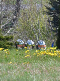 Plants growing on field