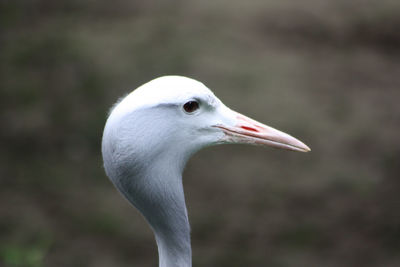 Close-up of seagull