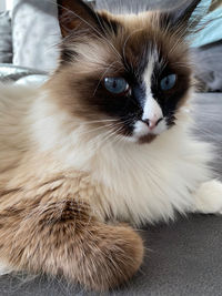 Close-up portrait of a cat