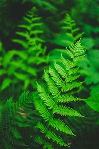 Close-up of fern leaves