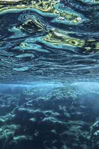 Close-up of fish swimming in sea