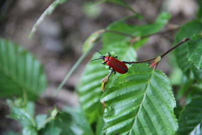 Close-up of insect on leaf