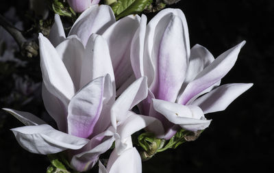 Close-up of flowers