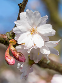 Close-up of white cherry blossom