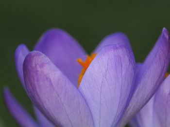 Close-up of purple crocus flower