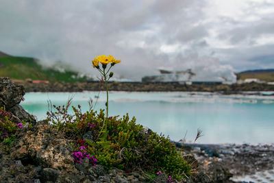 Close-up of flowering plant against cloudy sky