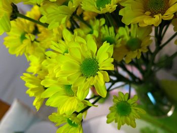 Close-up of yellow flowers blooming outdoors