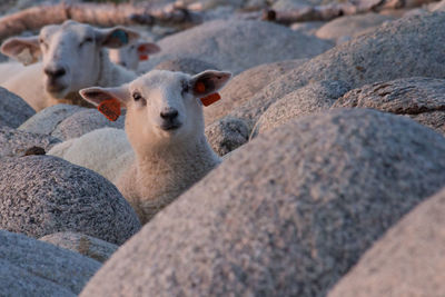 Close-up portrait of sheep