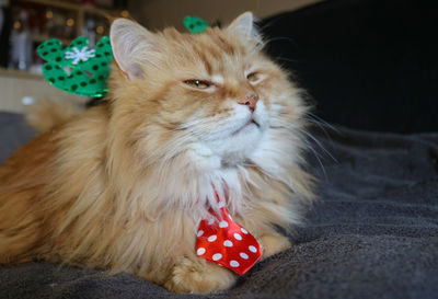 Close-up of cat