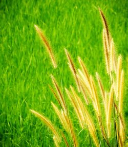 Close-up of fresh green grass