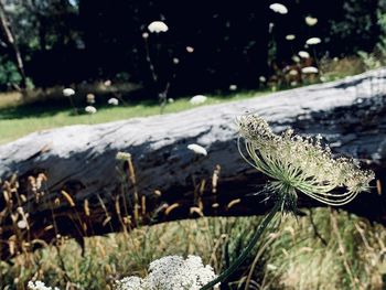 Close-up of white flowering plant on field