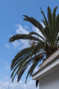 Low angle view of palm tree against sky