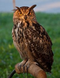 Close-up portrait of an owl