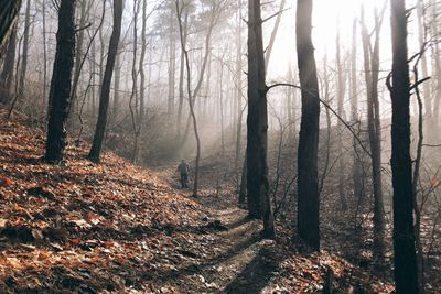 Trees growing in forest during autumn