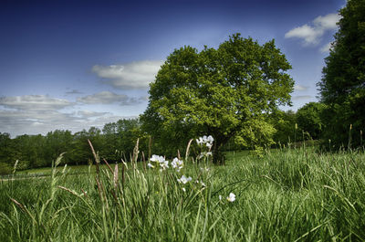 Plants and trees on field against sky