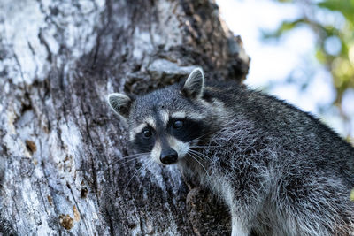 Young raccoon procyon lotor marinus forages for food in naples florida among the forest.