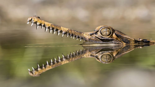 Exotic buaya sapit or sinyulong, their habitat is found in rivers of sulawesi, sumatera, kalimantan.