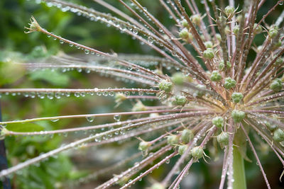 Close-up of wet plant