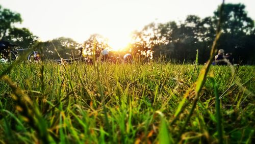 Scenic view of grassy field