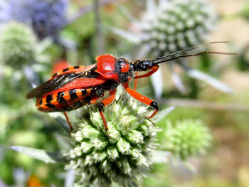 Close-up of insect pollinating on flower