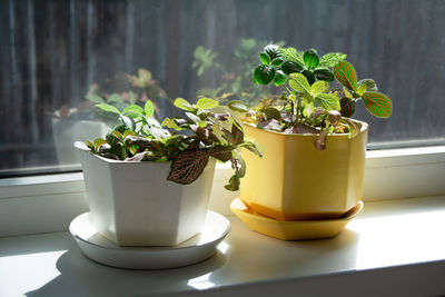 Fittonia with bright green leaves and pink or white veins in a white and yellow flower pot. 