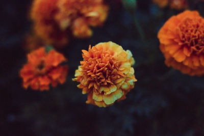 Close-up of marigold blooming outdoors