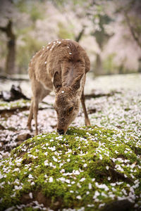 Deer grazing on field