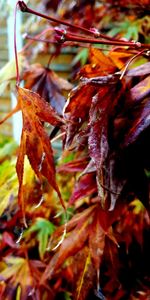 Close-up of red leaves on plant